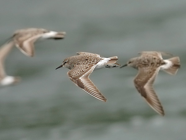 Valkoperäsirri, White-rumped Sandpiper, Calidris fuscicollis
